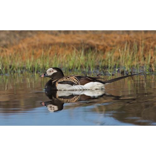 Long-tailed Duck-drake in arctic tundra pond